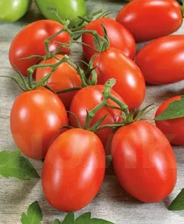 تصویر 3 از گوجه‌ فرنگی آلویی + شرایط فوق‌ العاده